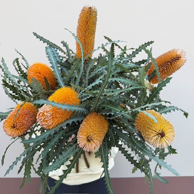 Fresh banksia from OC Wholesale Flowers inventory