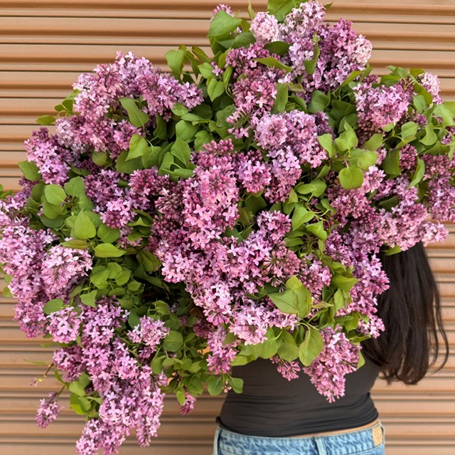 Fresh lilac from OC Wholesale Flowers inventory