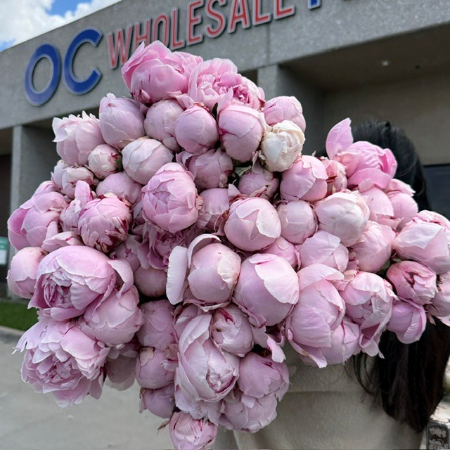 Bright pink flowers from OC Wholesale Flowers inventory