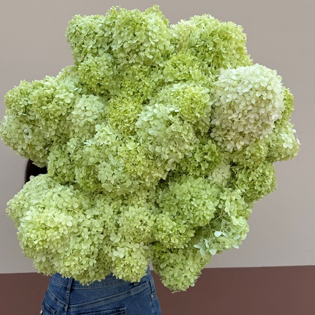 Fresh hydrangea from OC Wholesale Flowers inventory