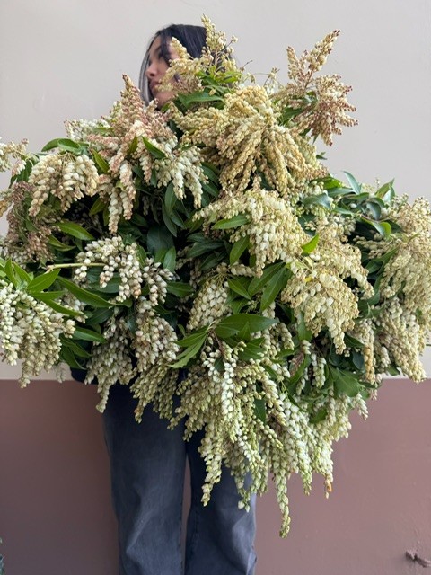 Fresh pieris from OC Wholesale Flowers inventory