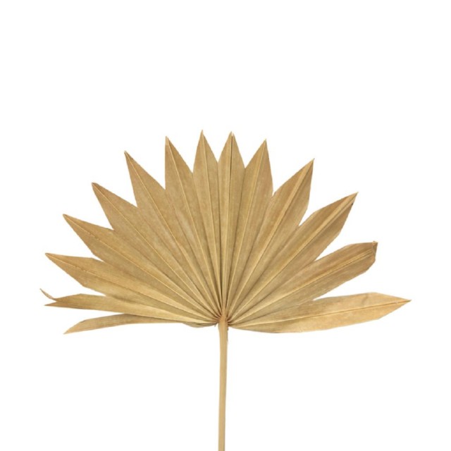 Dried Sun Palm