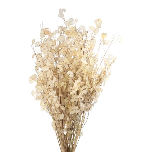Dried Lunaria