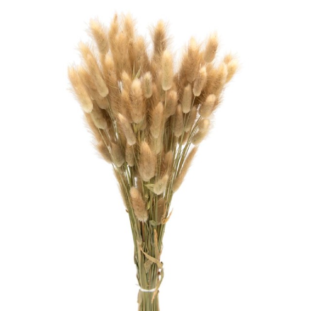 Dried Bunny Foot