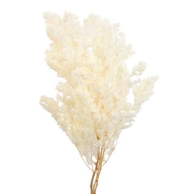Bleached Ming Fern