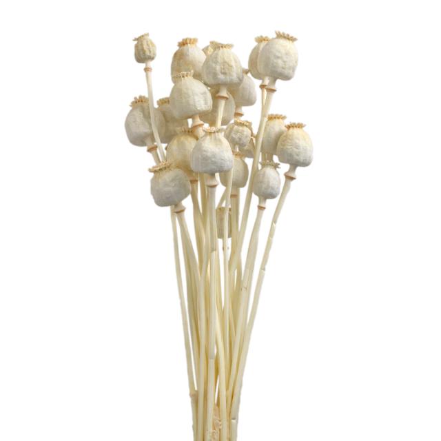 Bleached Poppy Pods