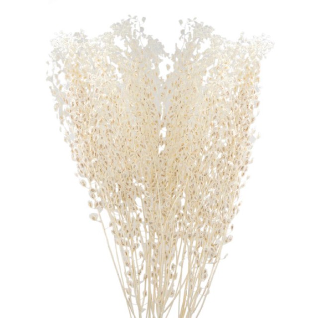 Bleach Lepidium