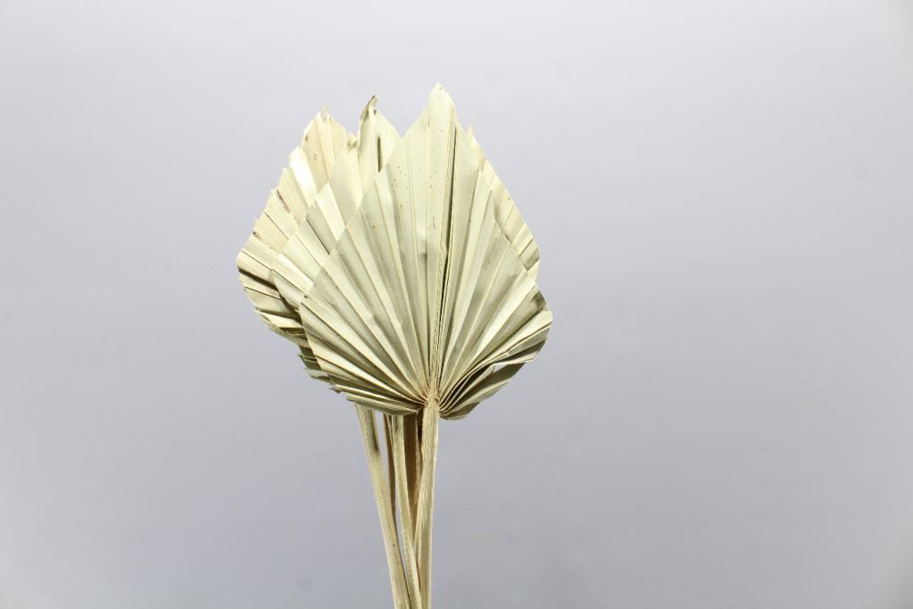 Natural Dried Spear Palms