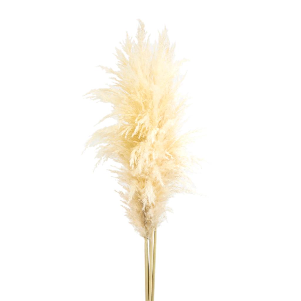 Bleached Pampas Grass