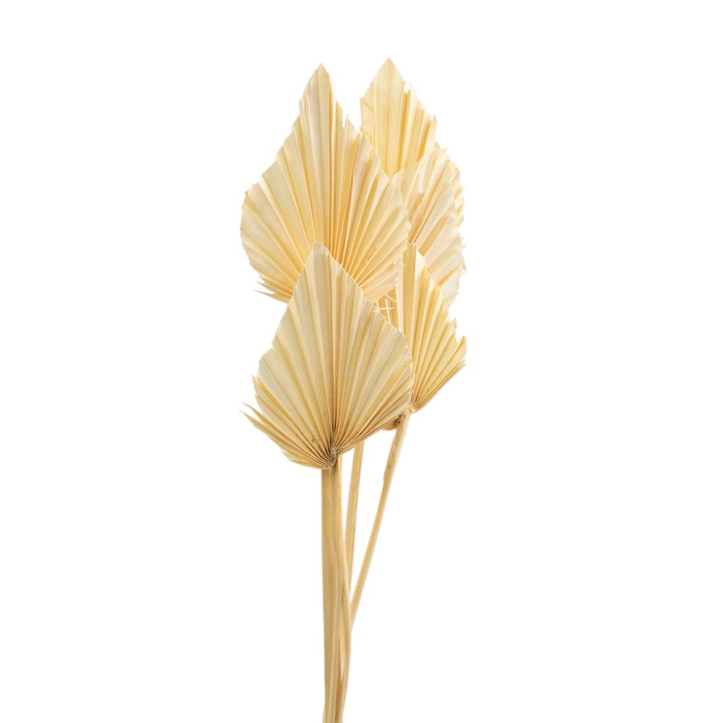 Dried Bleached Spear Palm