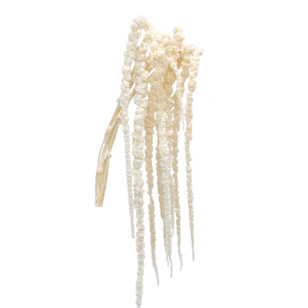Bleached Hanging Amaranthus