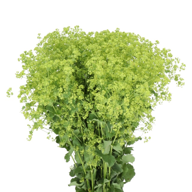 Filler Flowers