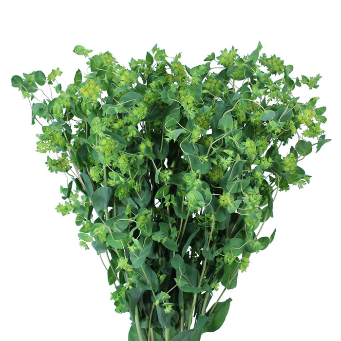 Bupleurum