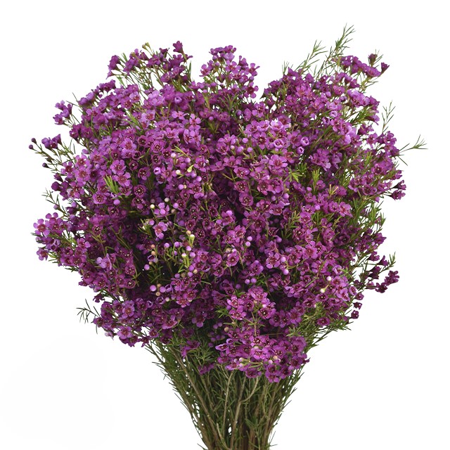 Wax Flower