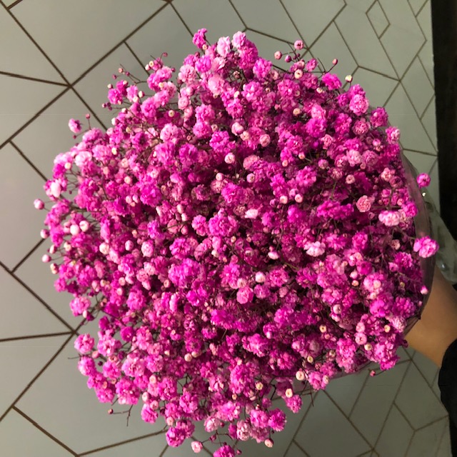 Gypsophilia