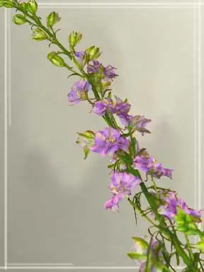 Larkspur