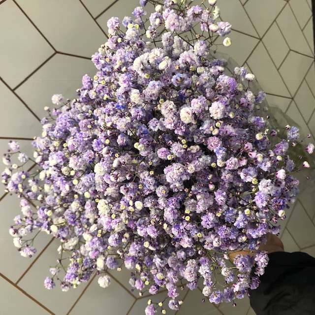 Tinted Gypsophilia