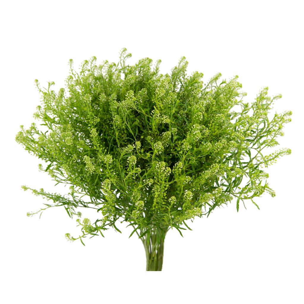 Lepidium