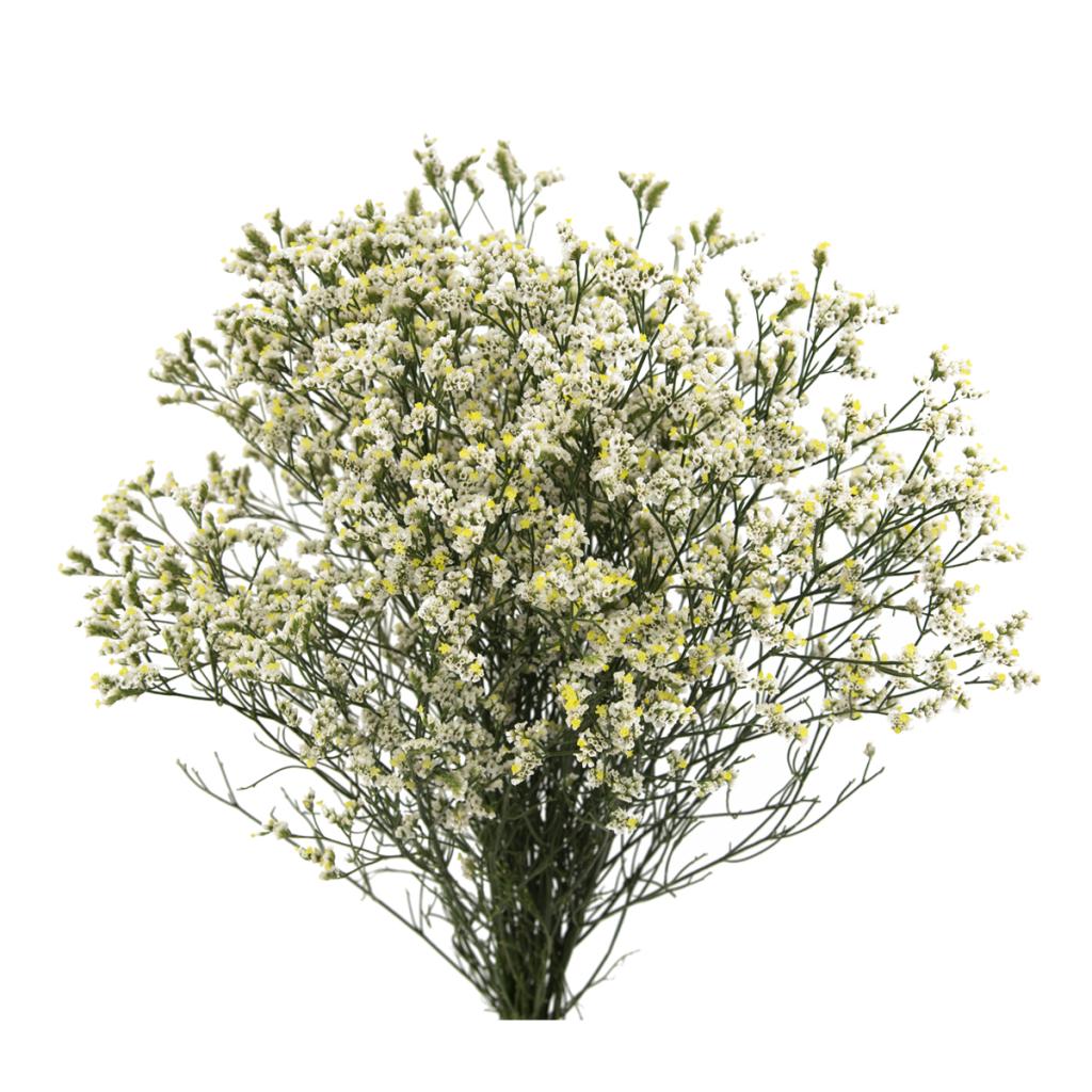 Limonium