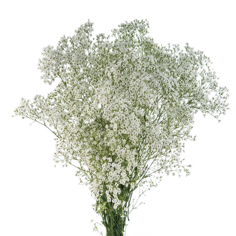 Million Star Gypsophilia