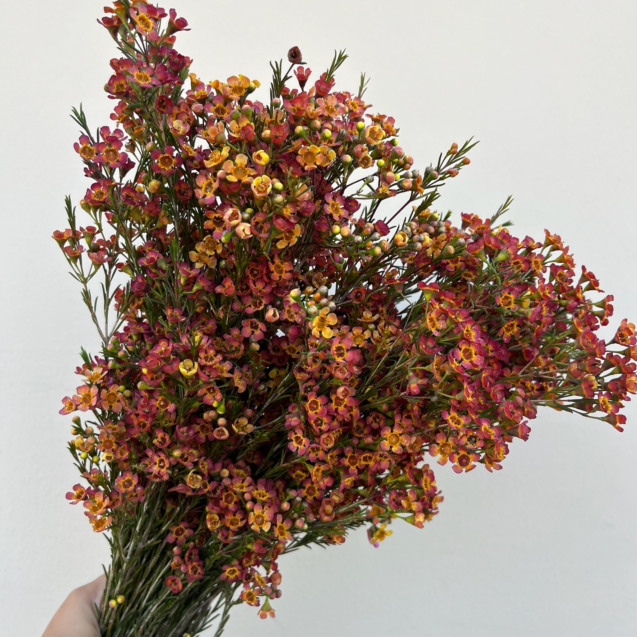 Tinted Wax Flower