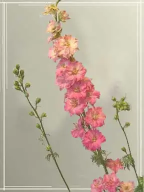 Pink Larkspur