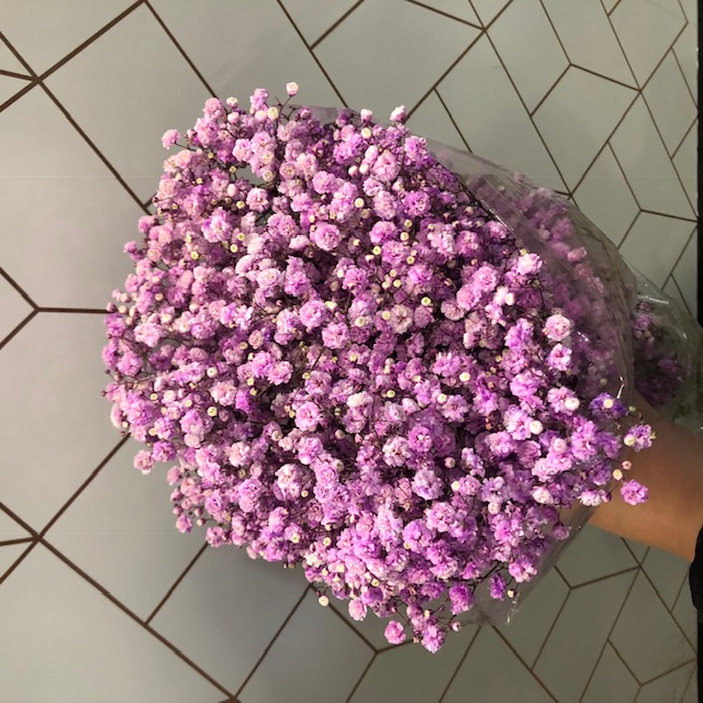 Pink Tinted Gypsophila