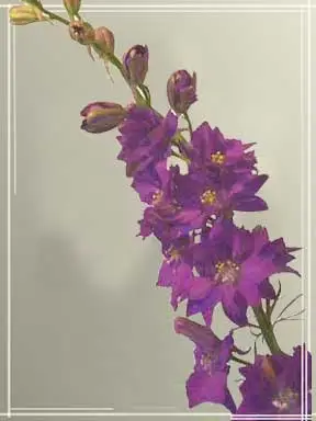 Purple Larkspur