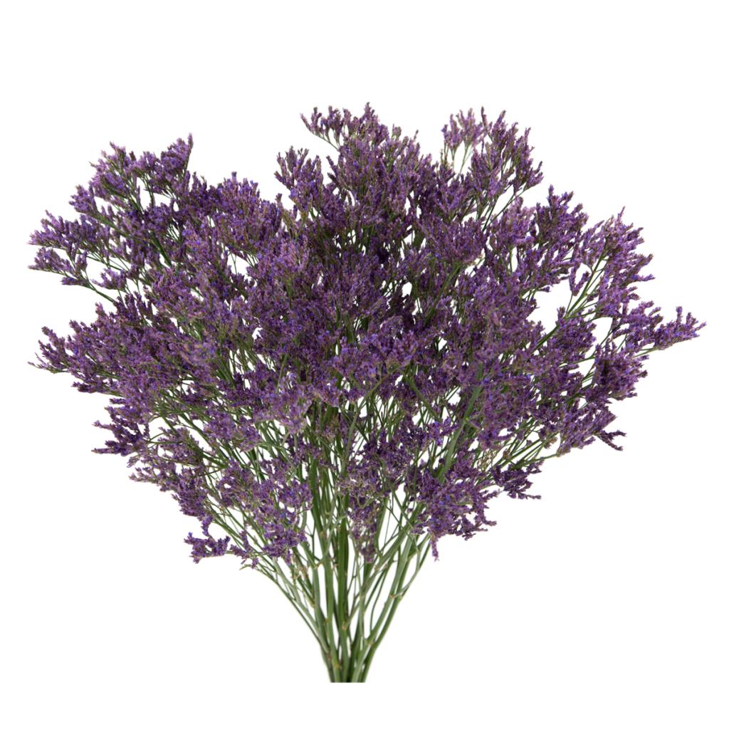 purple limonium