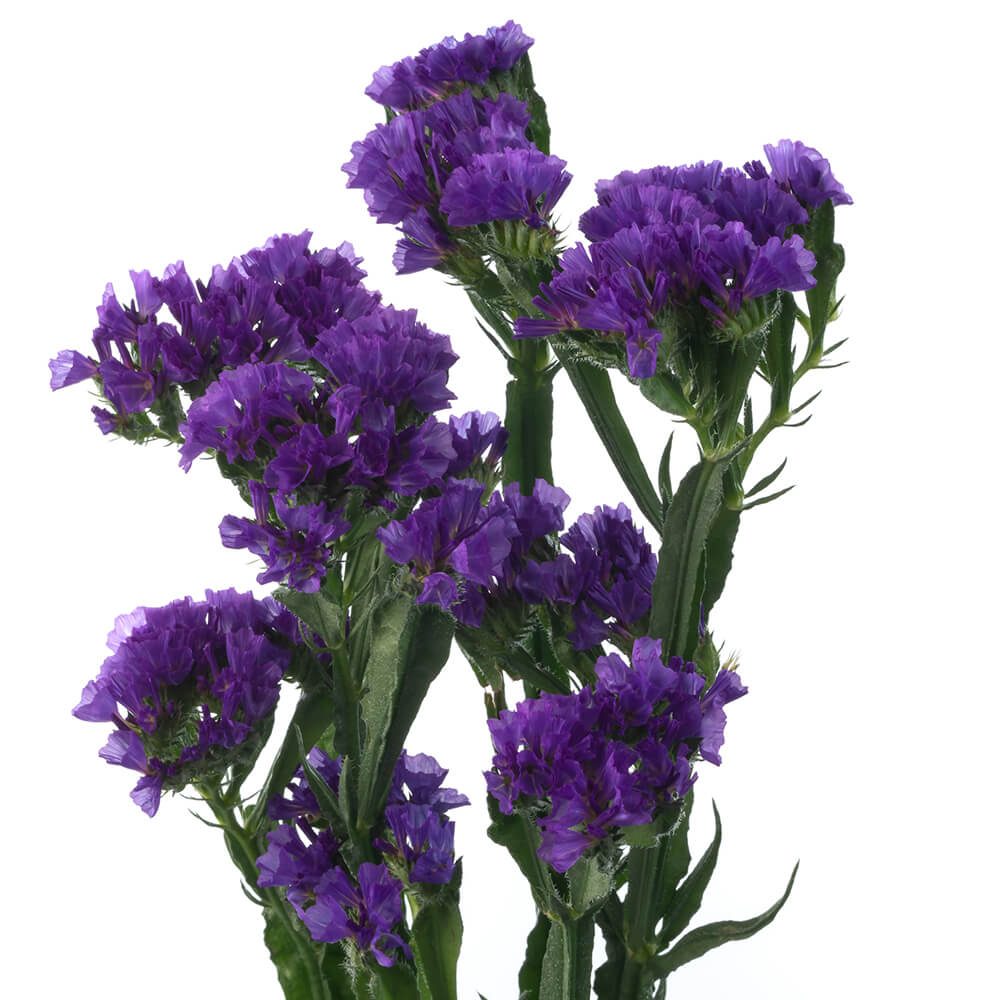 Purple Statice