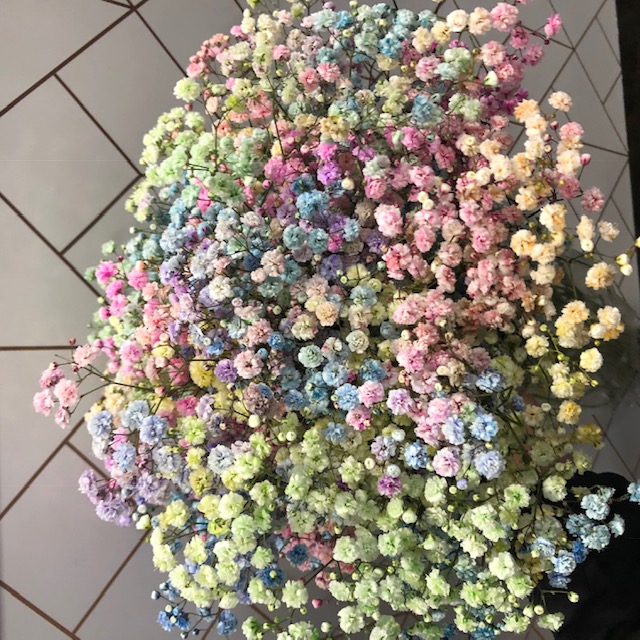 Rainbow Tinted Gypsophila