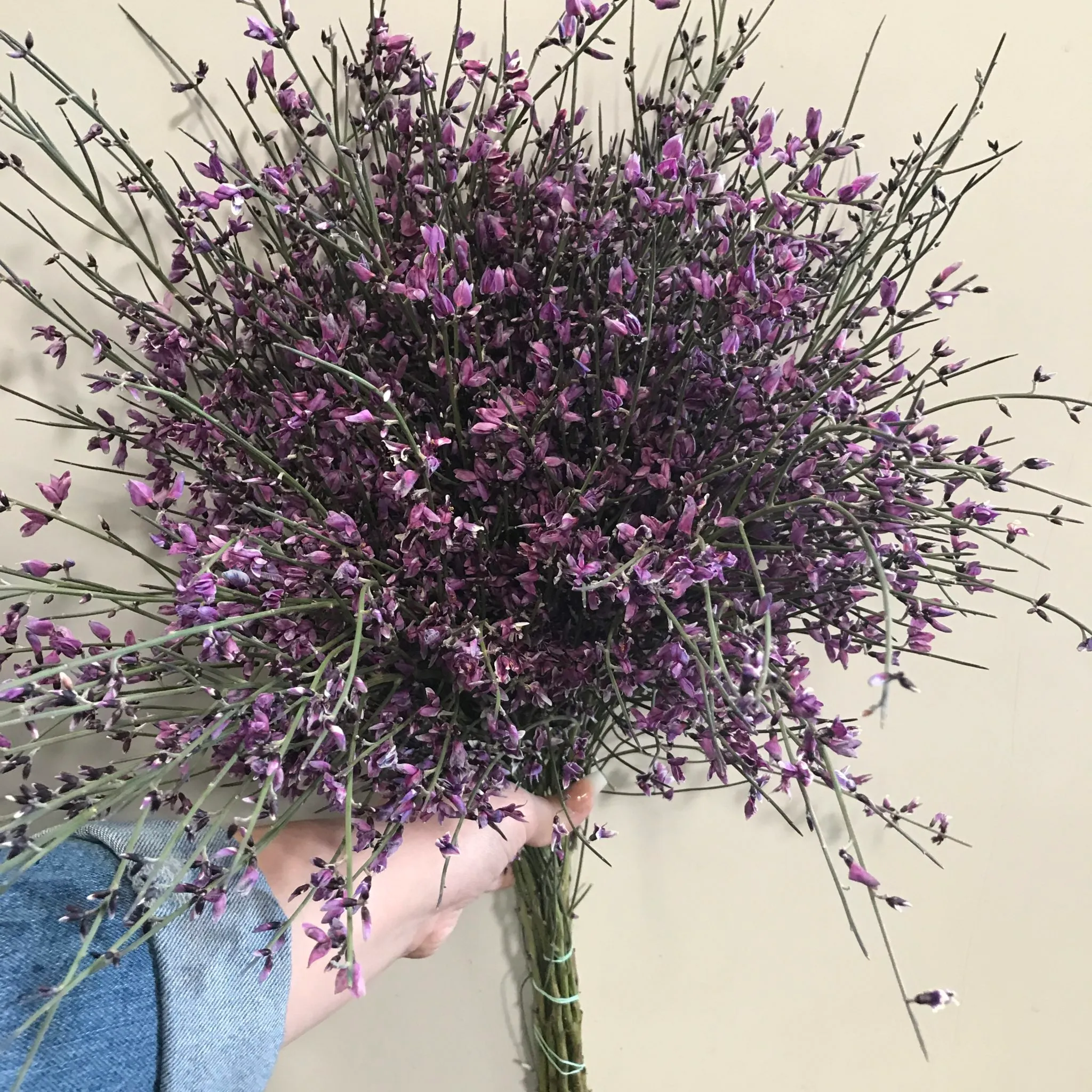 Tinted Purple Genestra