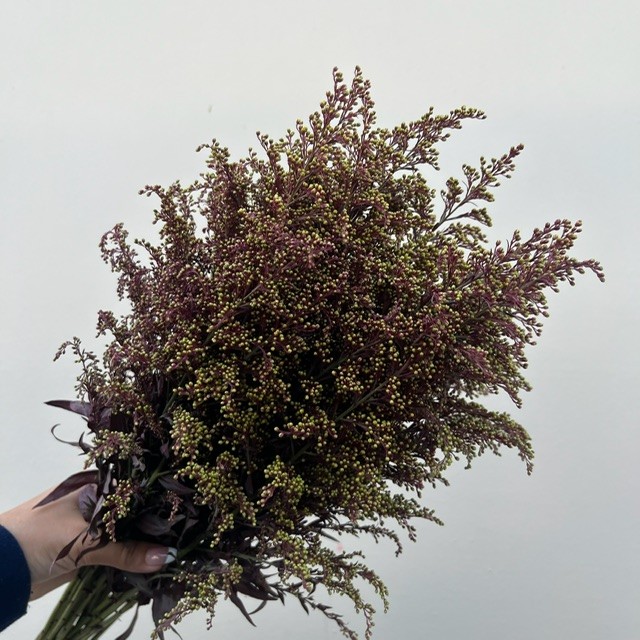 Tinted Red Solidago