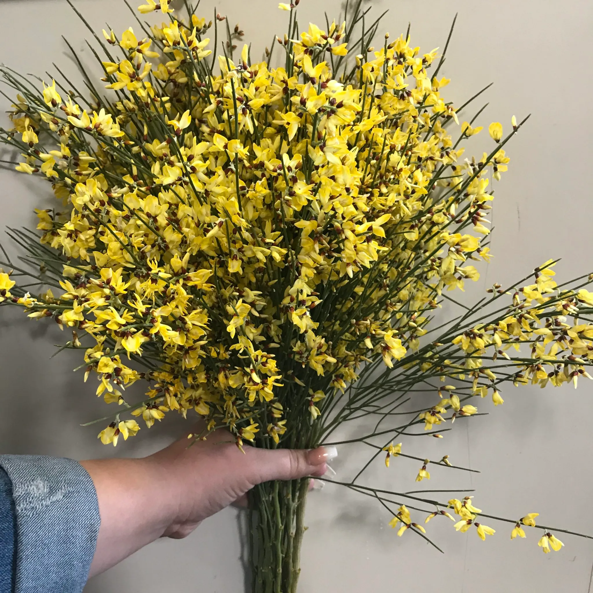 Tinted Yellow Genestra