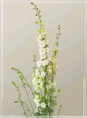 White Larkspur