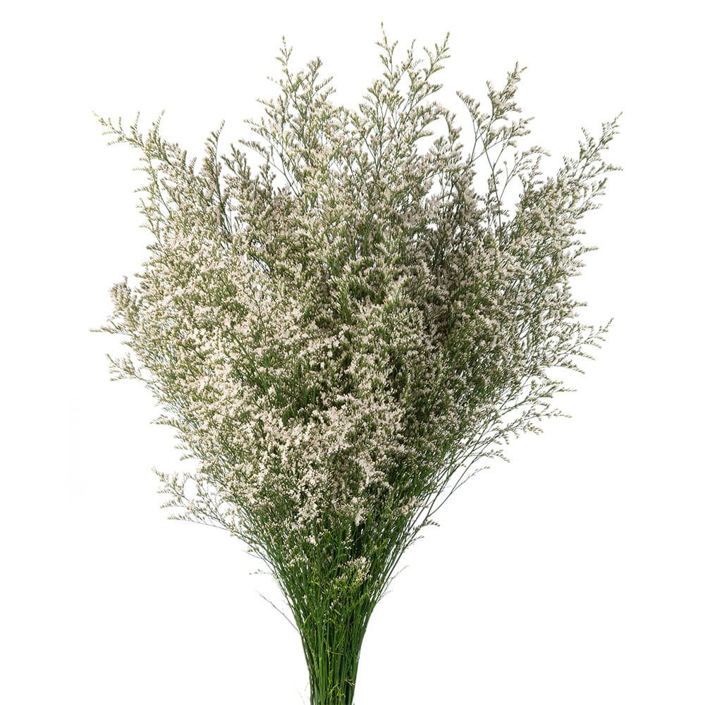 White Misty