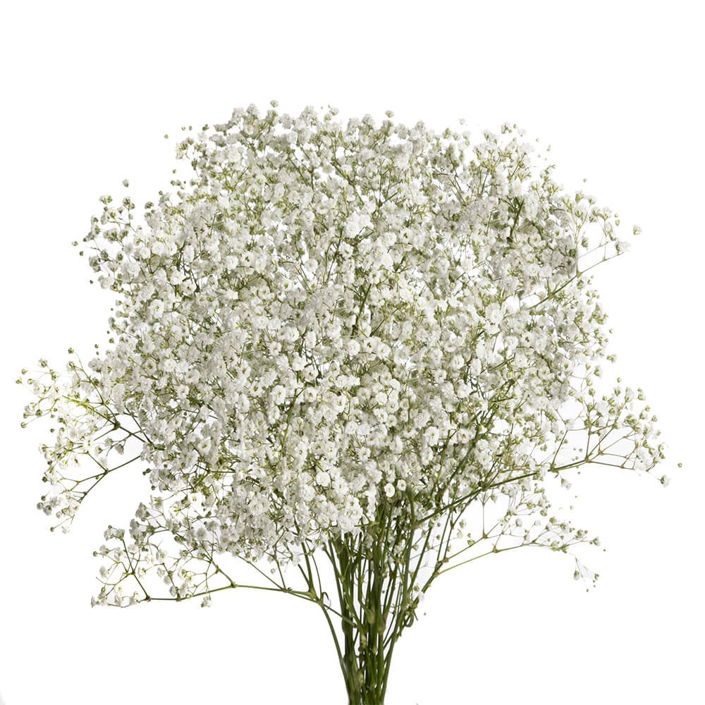 Xlence Gypsophilia