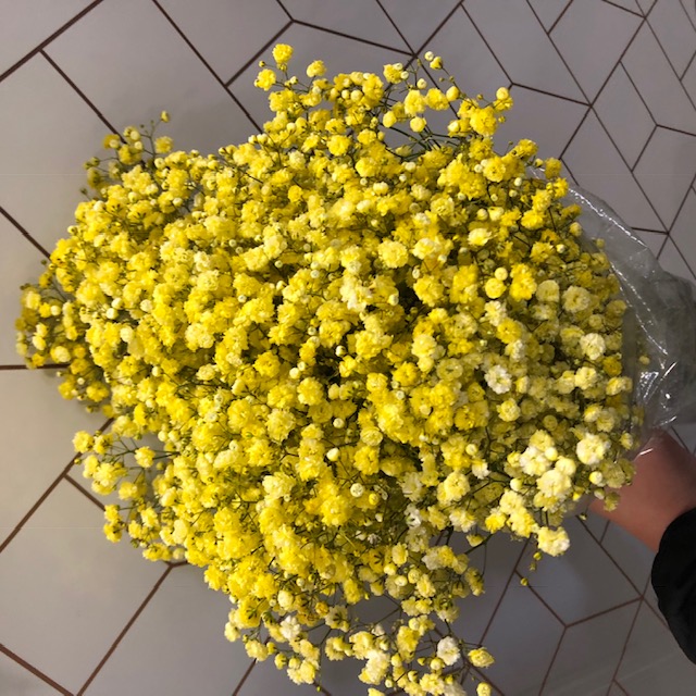 Yellow Tinted Gypsophila