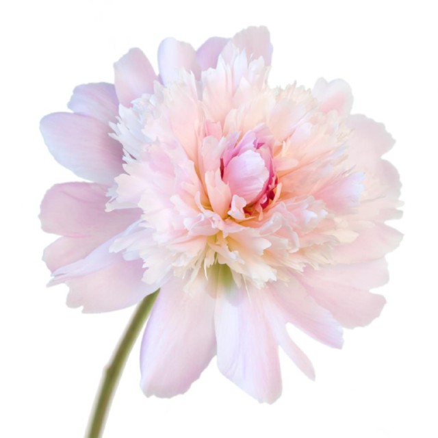Alertie Peony
