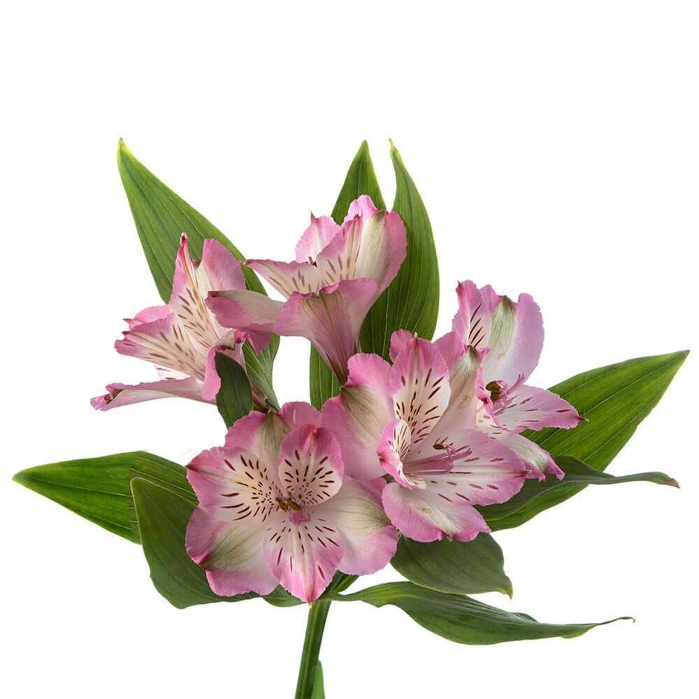 Alstromeria