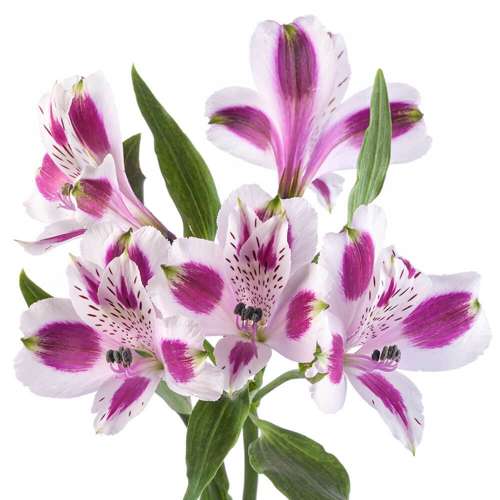 Alstromeria White Purple Variegated