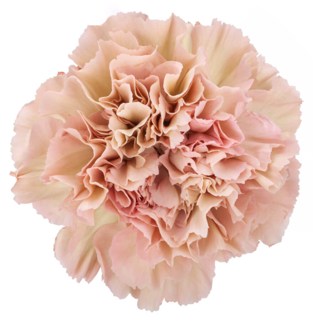 Antique Peach Carnation