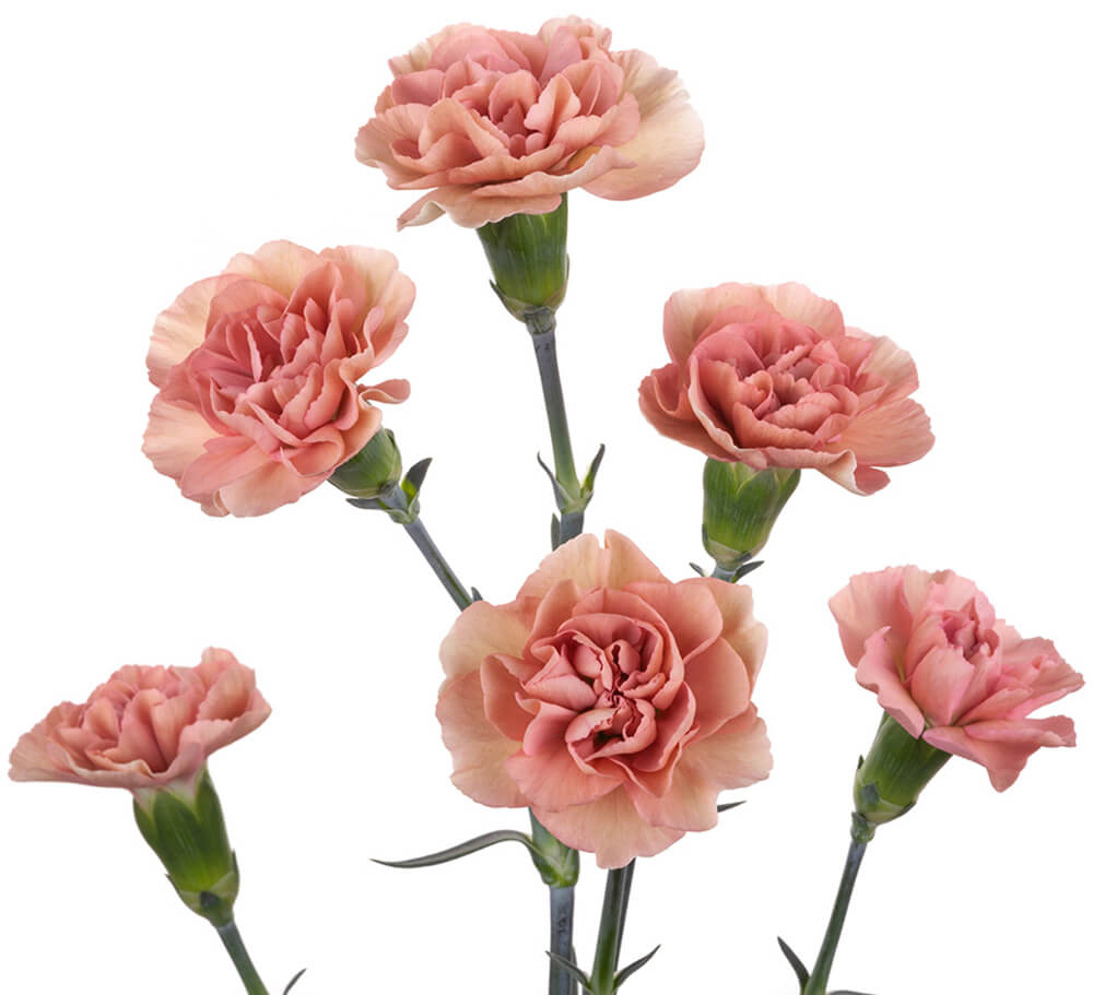 Antique Peach Mini Carn