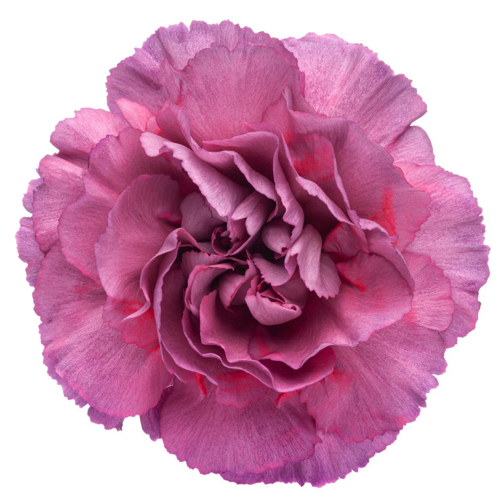 Antique Purple Carnation