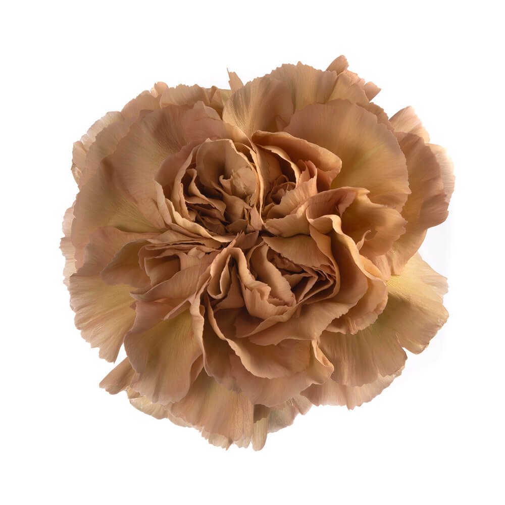 Antique Tan Carnation
