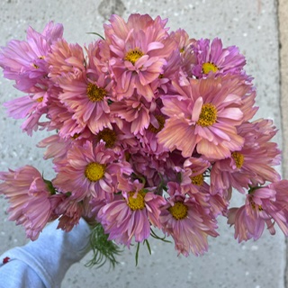 Cosmos