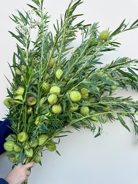 Pods
