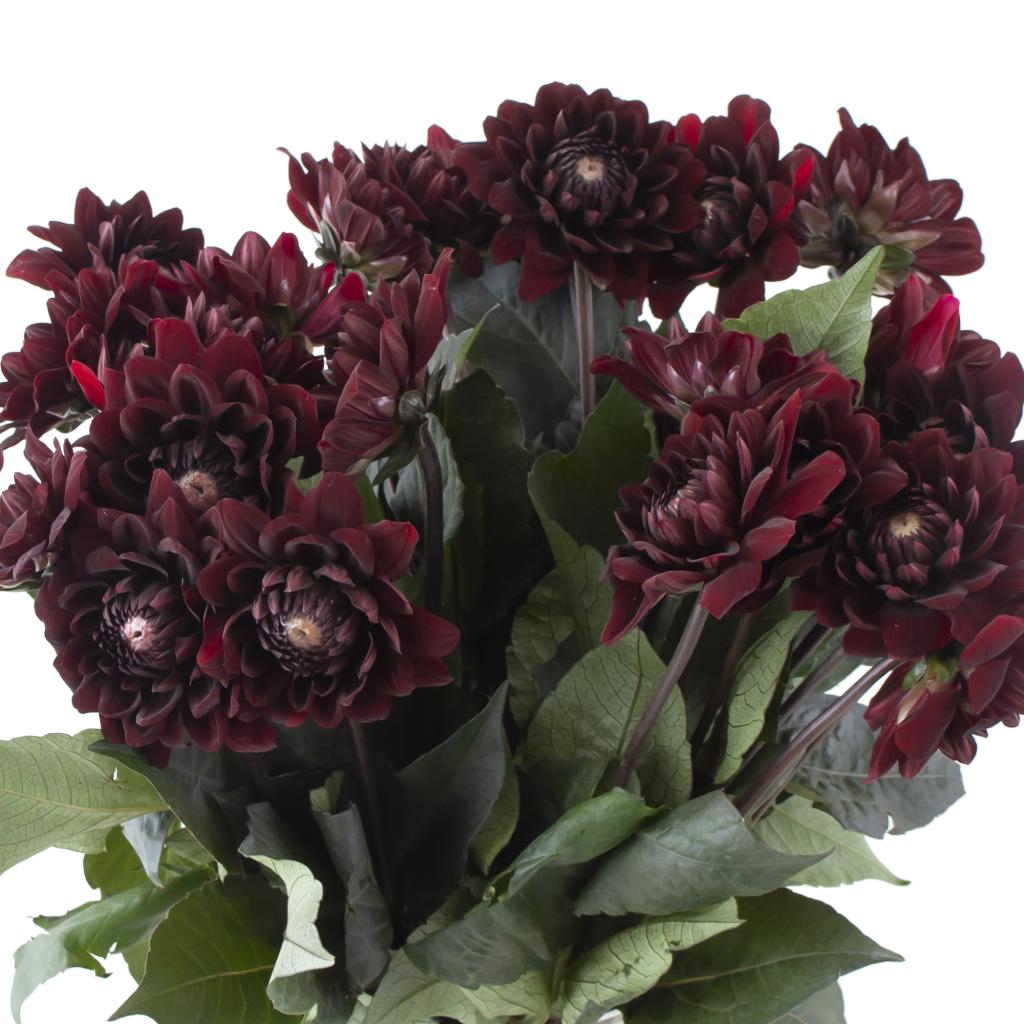 Black Dahlia