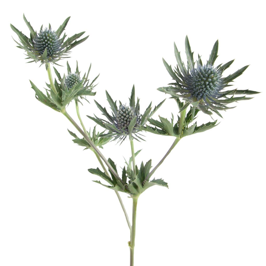Eryngium