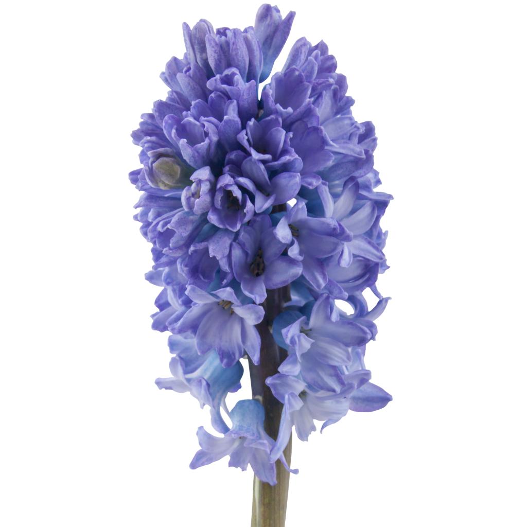 Hyacinth